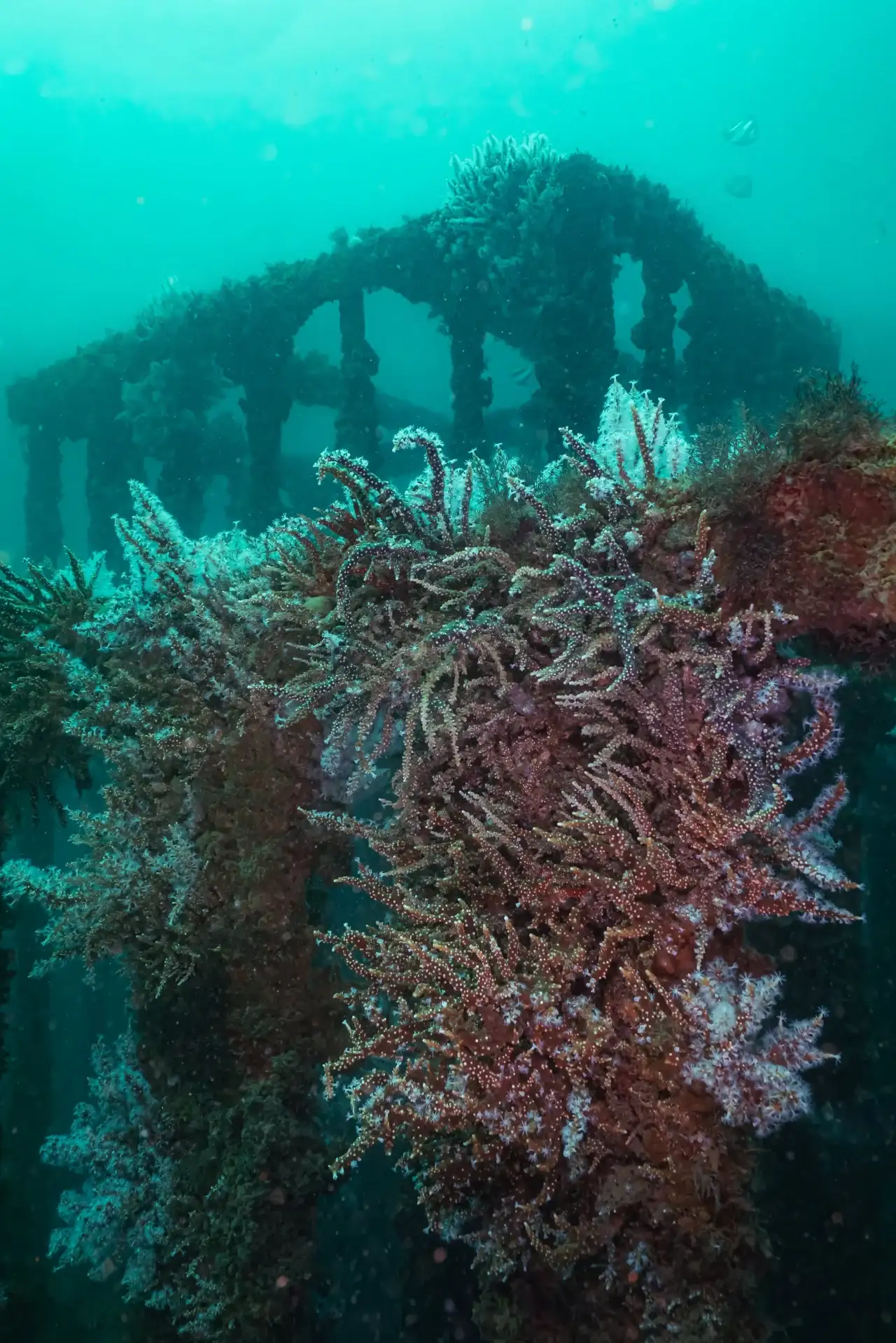 Driving sustainability through research & reefs